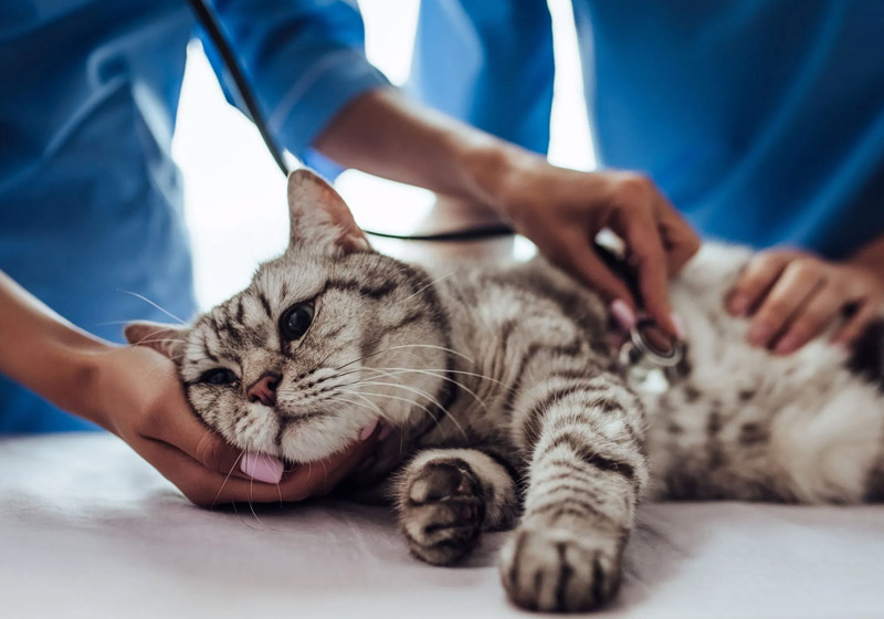 Veterinarios examinando gato