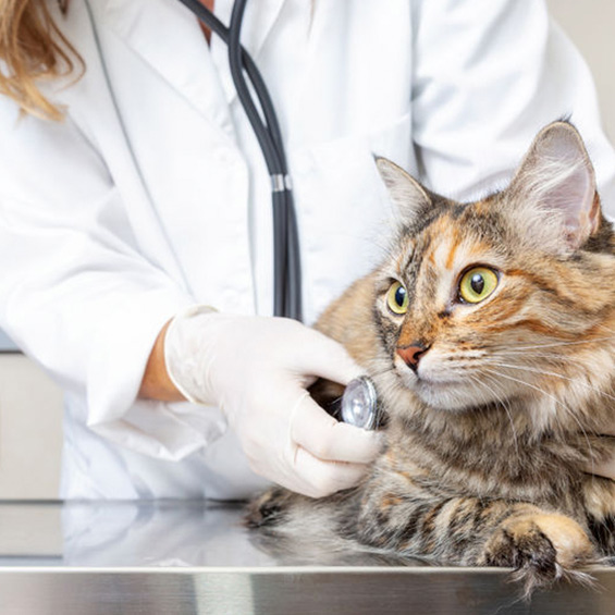 Clínica Veterinaria San Pedro Dr. Hormigo gato